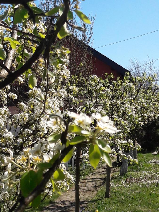 Kuca Za Odmor Mirni Kutak Vukovar Eksteriør billede